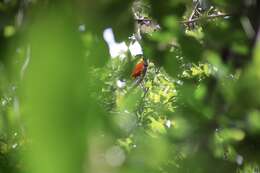 Image of Orange Dove