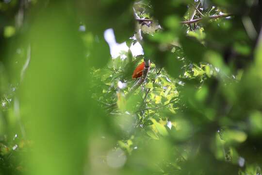 Image of Orange Dove