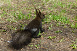 Image de Sciurus vulgaris martensi Matschie 1901