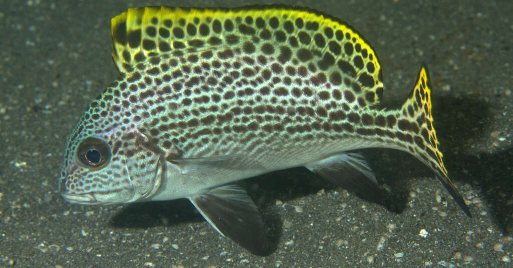 Image of Black-foot sweetlips