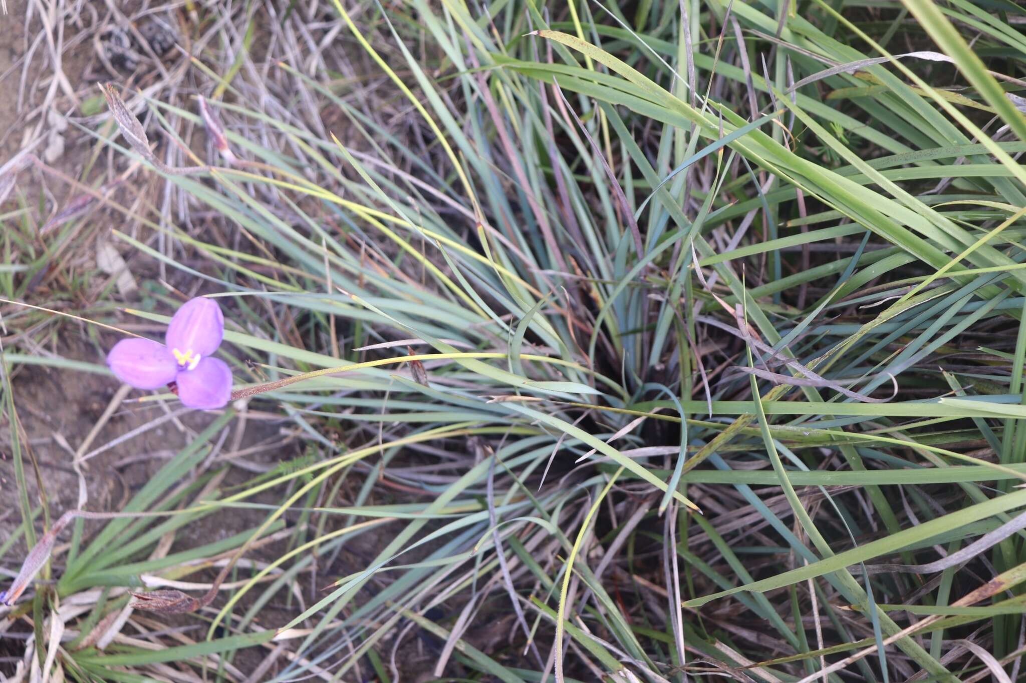 Image of Patersonia sericea R. Br.