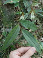 Image of Disporum trabeculatum Gagnep.