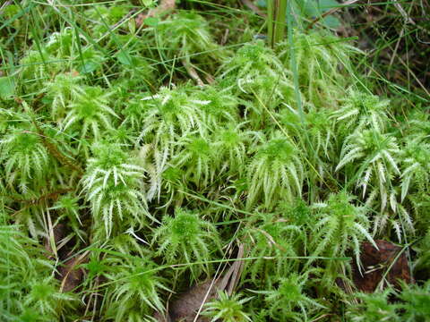 Image of sphagnum