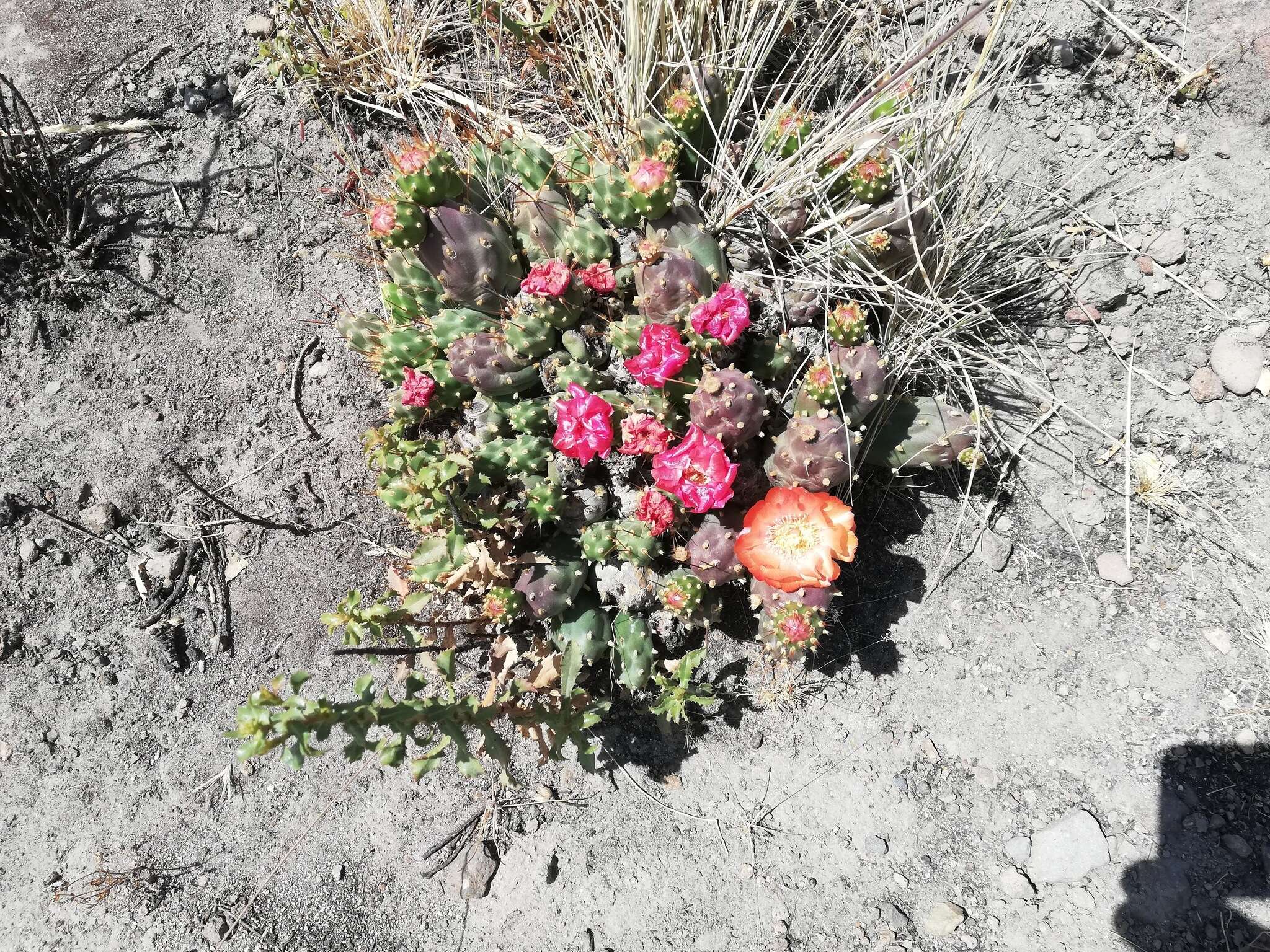 Cumulopuntia boliviana subsp. ignescens (Vaupel) D. R. Hunt resmi