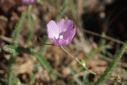 Imagem de Sidalcea asprella Greene