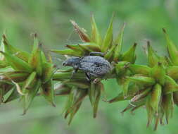 Plancia ëd Phyllobius (Pterygorrhynchus) contemptus Schoenherr 1832