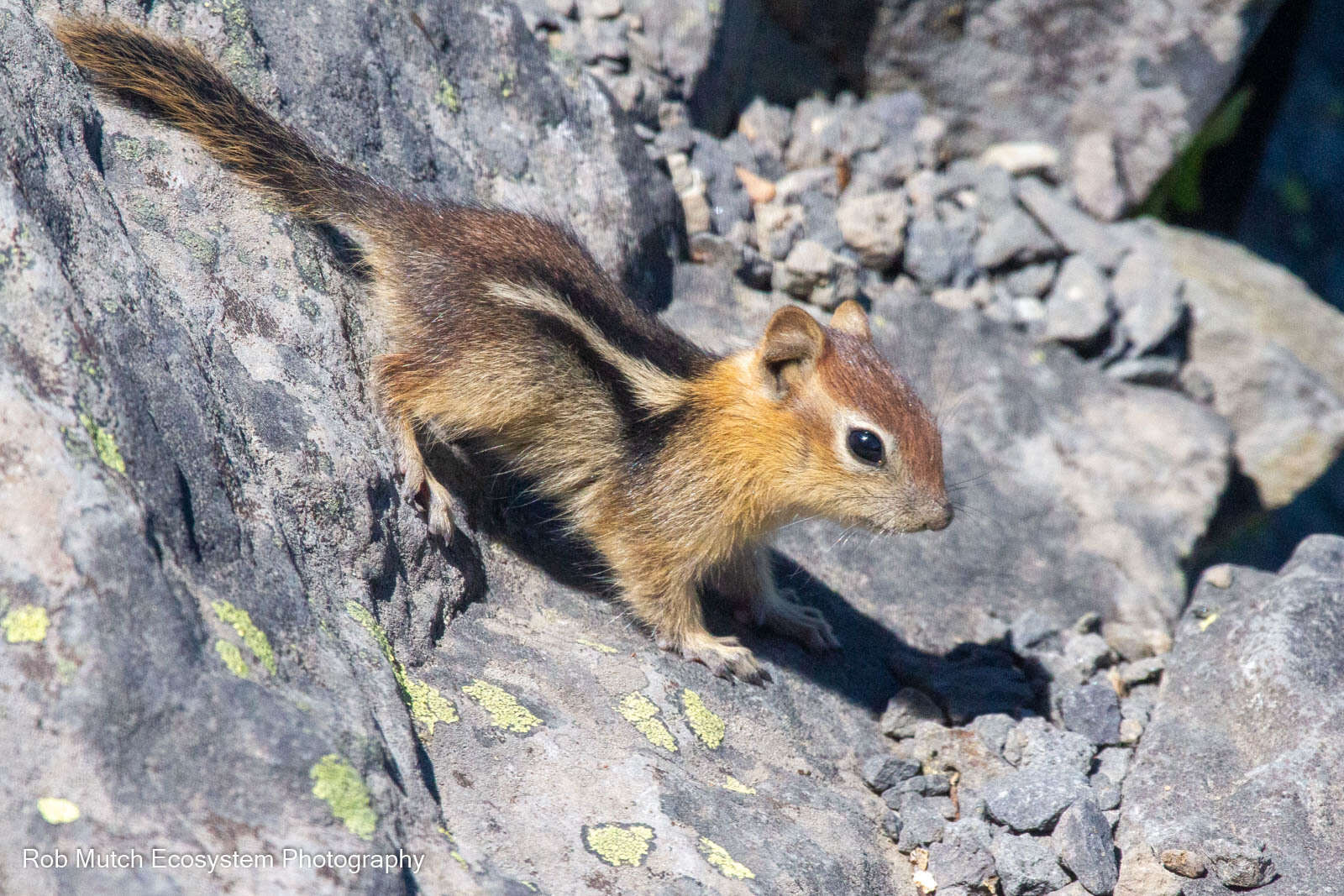 Callospermophilus lateralis chrysodeirus (Merriam 1890) resmi