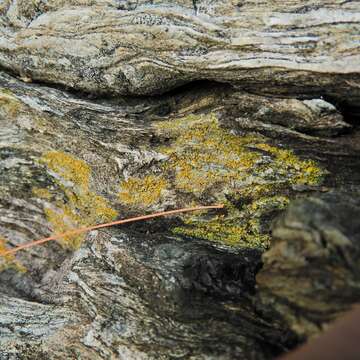 Image of orange lichen