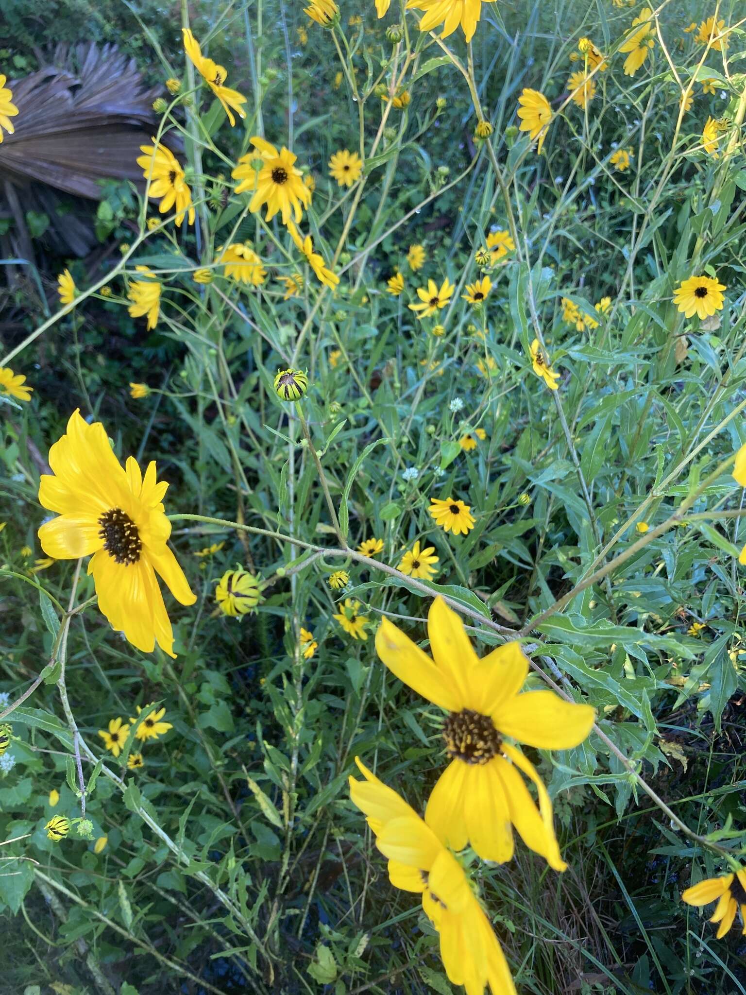 Image of prairie sunflower