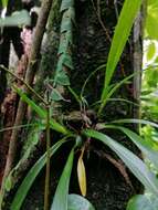 Maxillaria coccinea (Jacq.) L. O. Williams resmi