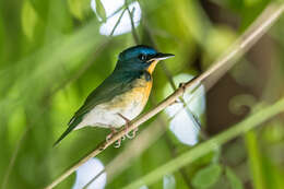 Image of Large Blue Flycatcher