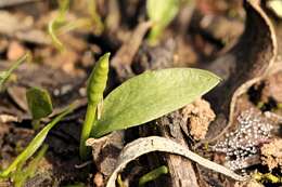 Слика од Ophioglossum lusitanicum L.