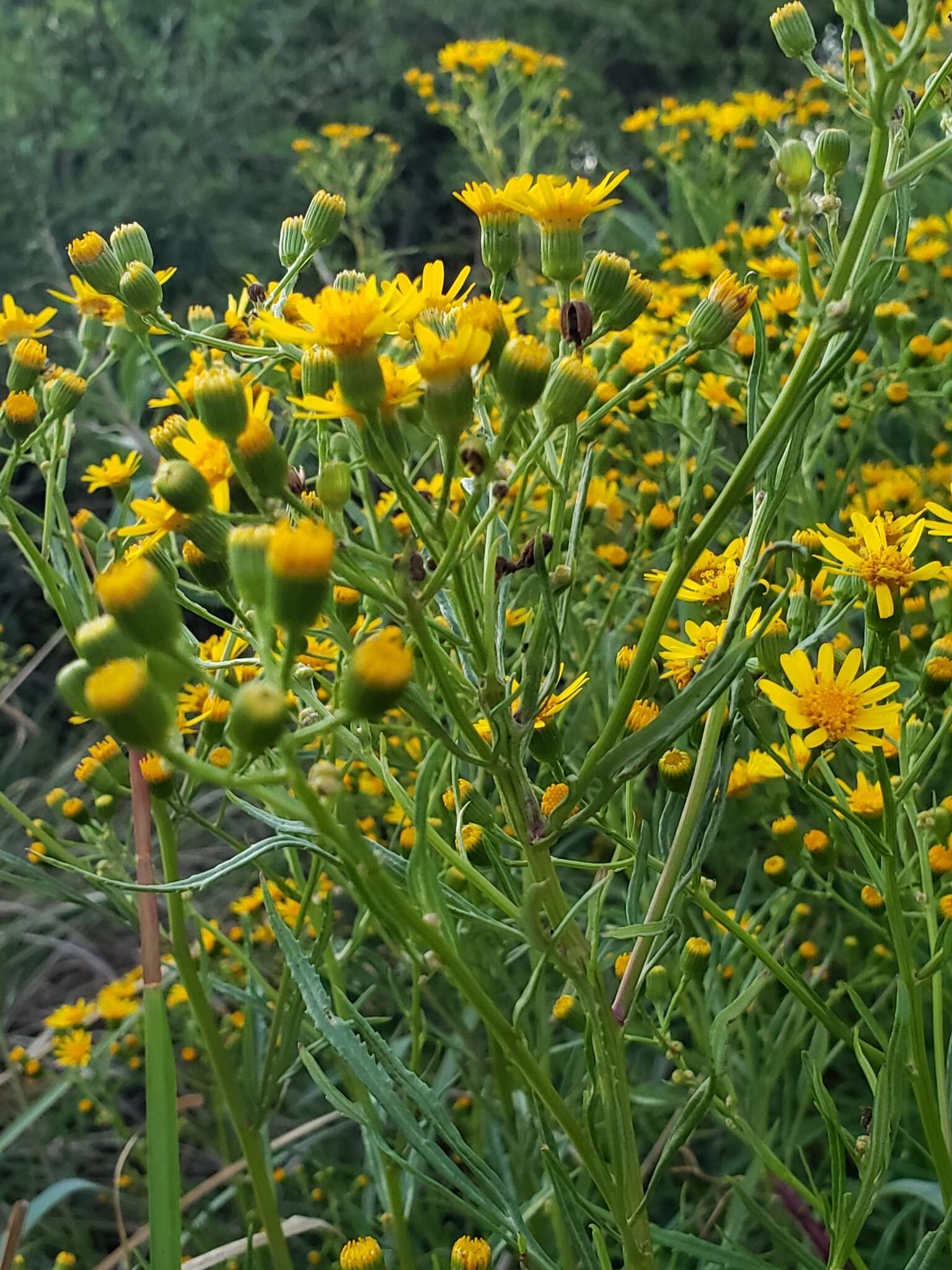 Plancia ëd Senecio brasiliensis (Spreng.) Less.