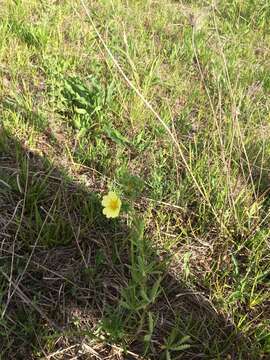 Image of sulphur cinquefoil