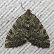 Image of Oak Winter Highflier