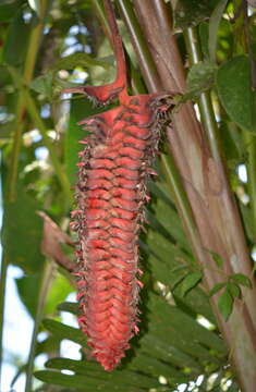 Image of Heliconia mariae Hook. fil.