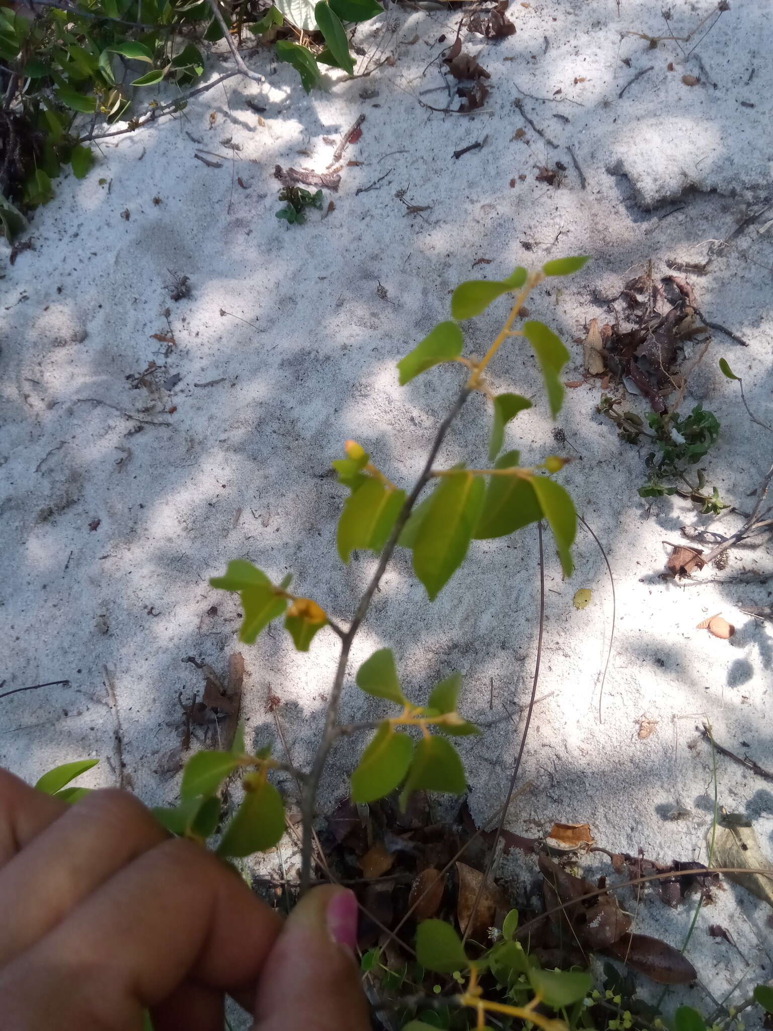 Image of Hugonia longipes H. Perrier