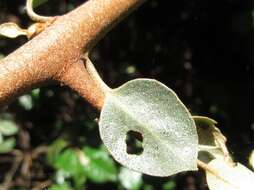 Image of Elaeagnus macrophylla Thunb.