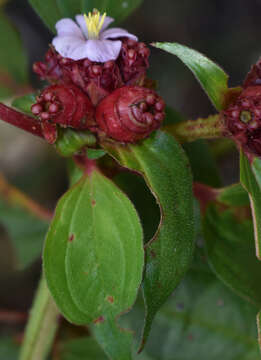 Image of Tristemma mauritianum J. F. Gmel.