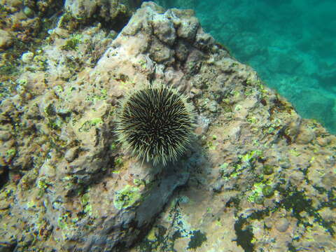 Image of White Sea Urchin