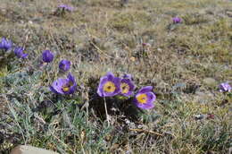 Image of cutleaf anemone