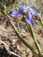 Image of Moraea lugubris (Salisb.) Goldblatt