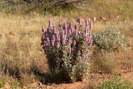 Image of Ptilotus rotundifolius (F. Müll.) F. Müll.