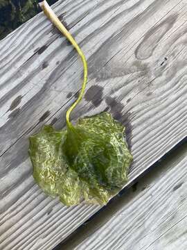 Image of Duck-Lettuce