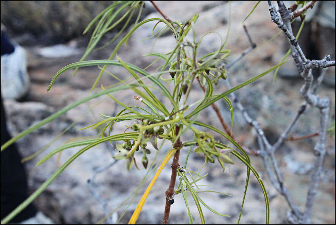 Ischnolepis graminifolia (Costantin & Gallaud) J. Klack.的圖片