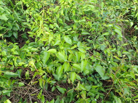 Image of American buckwheat vine