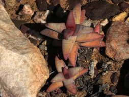 Image of Crassula congesta N. E. Br.