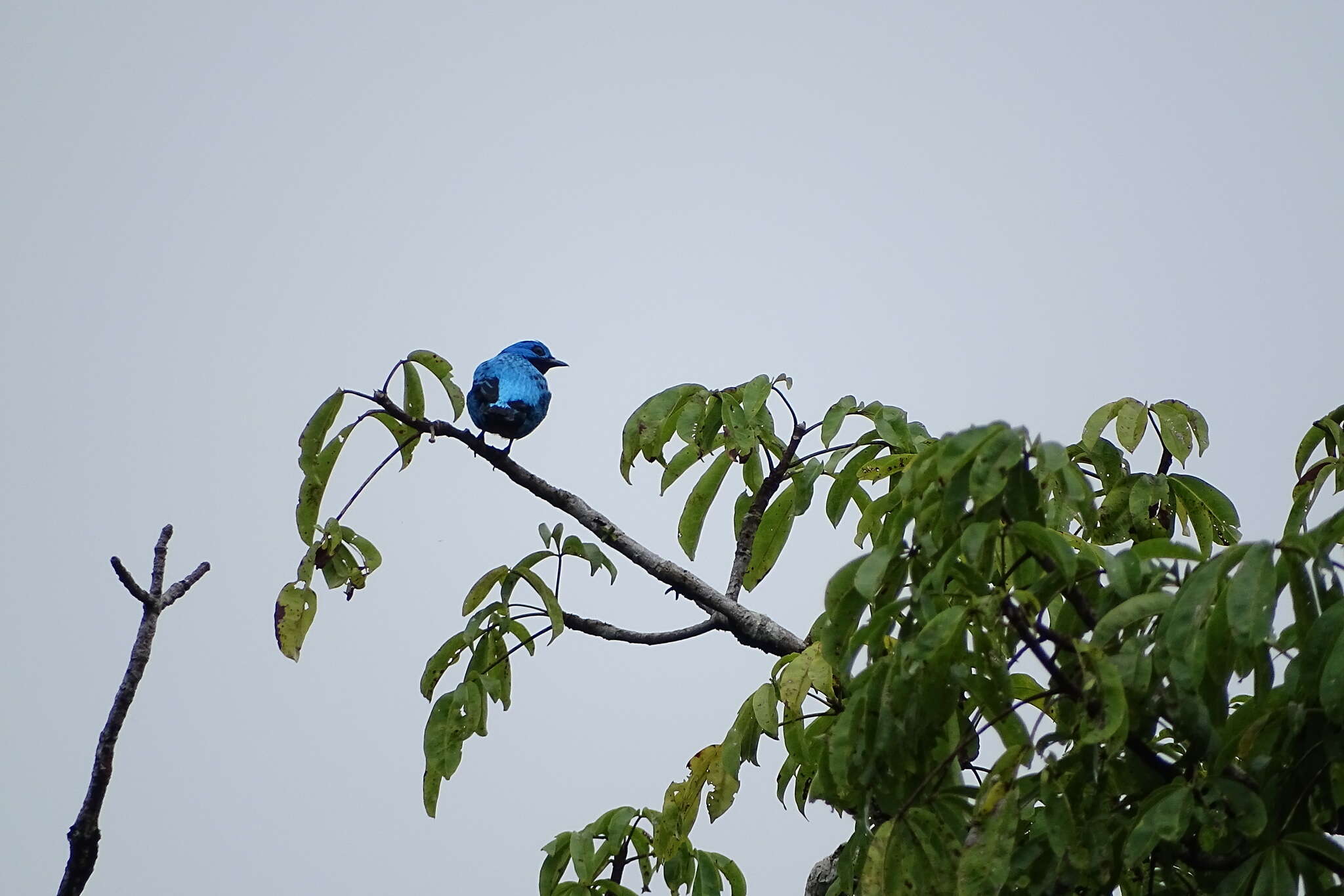 Image of Turquoise Cotinga