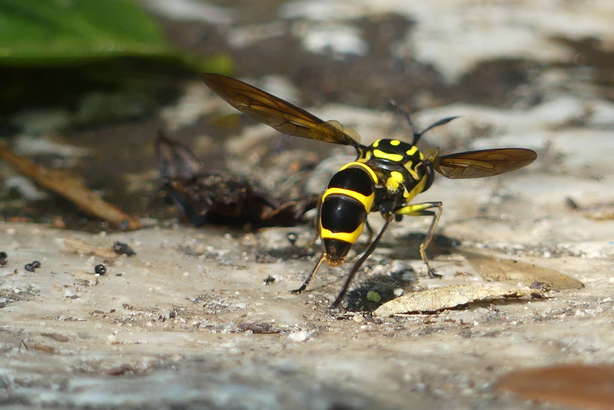 Image of Monoceromyia trinotata (Meijere 1904)