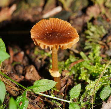 Image of Descolea recedens (Sacc.) Singer 1955