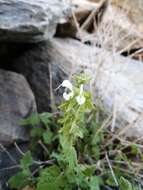 Image of Salvia garipensis