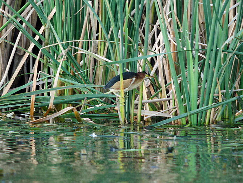 Image of Australian Little Bittern