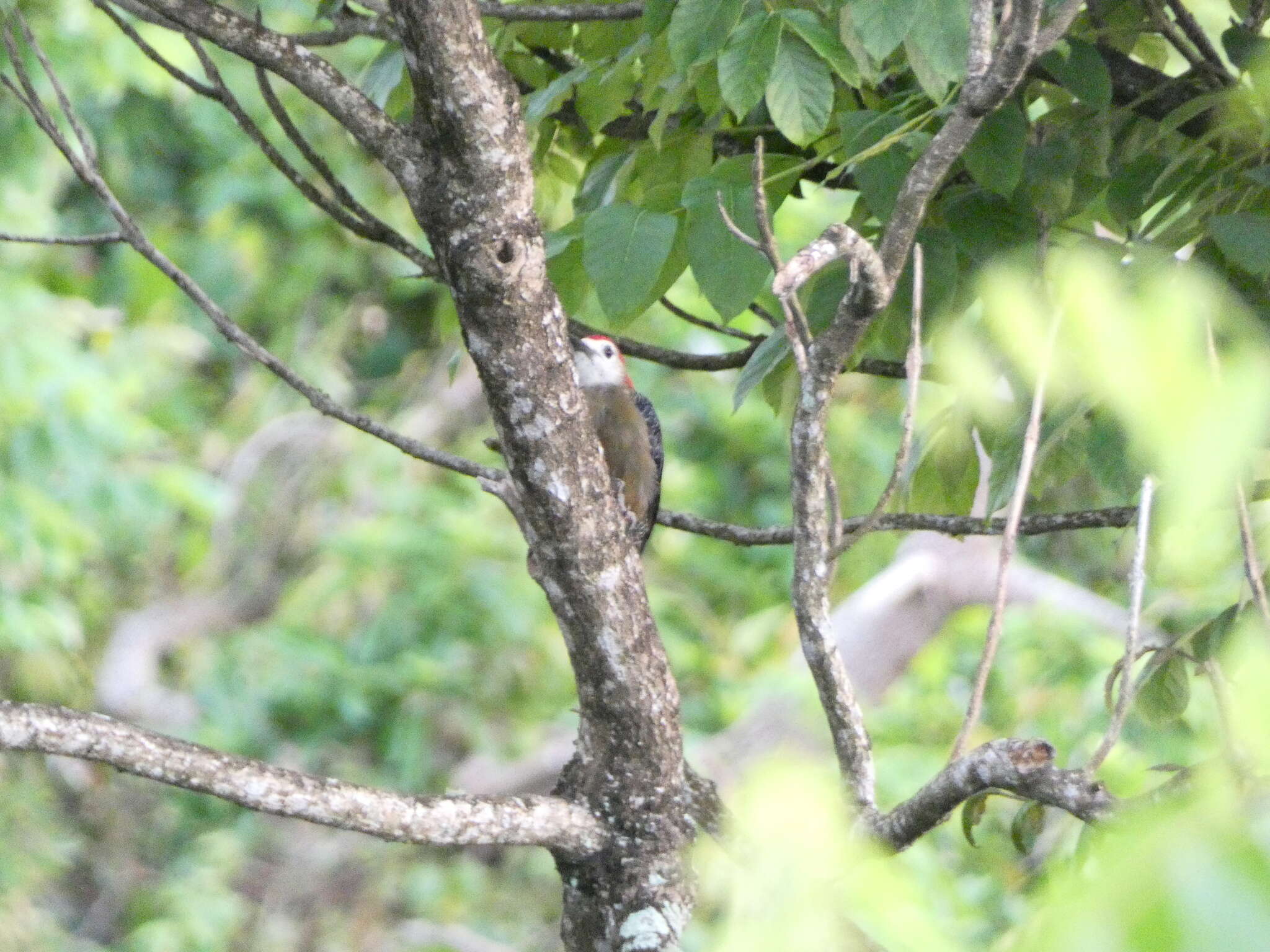 Image of Jamaican Woodpecker