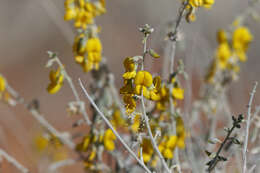 Imagem de Crotalaria eremaea F. Muell.