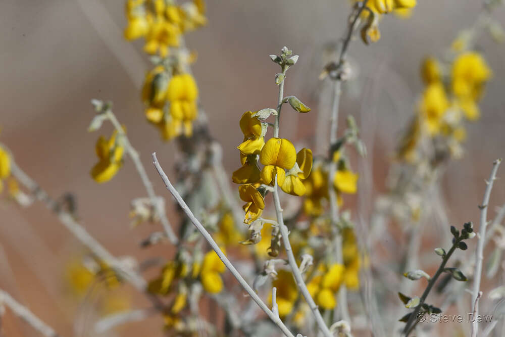 Imagem de Crotalaria eremaea F. Muell.