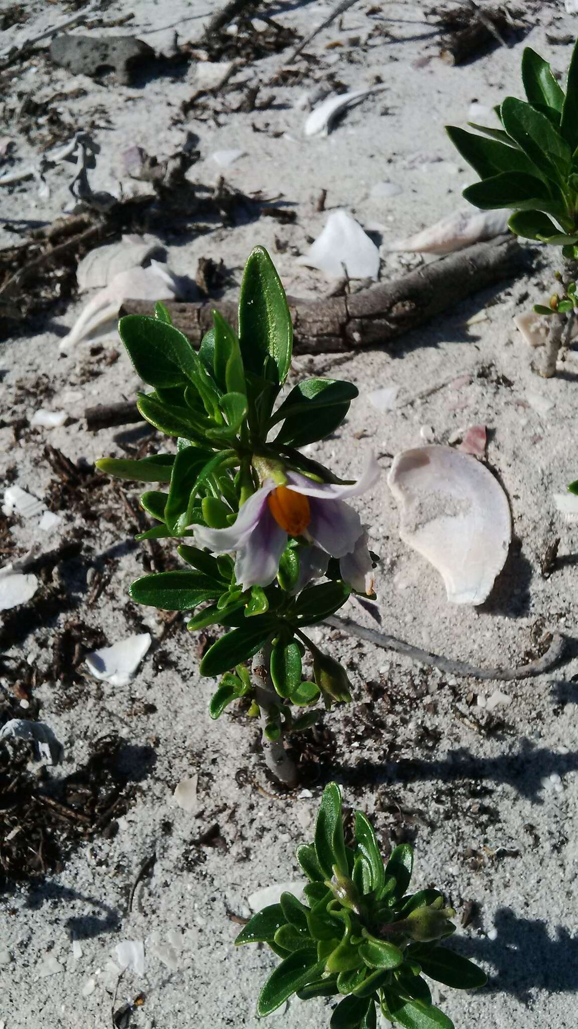 Image of Solanum guineense