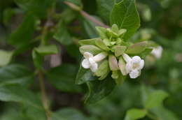 Image of Zabelia corymbosa (Regel & Schmalh.) Makino