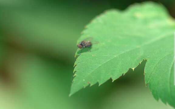 Image de Lindneromyia dorsalis (Meigen 1804)