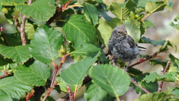 صورة Acanthis flammea flammea (Linnaeus 1758)