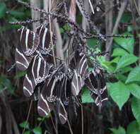 Image of Zebra Longwing