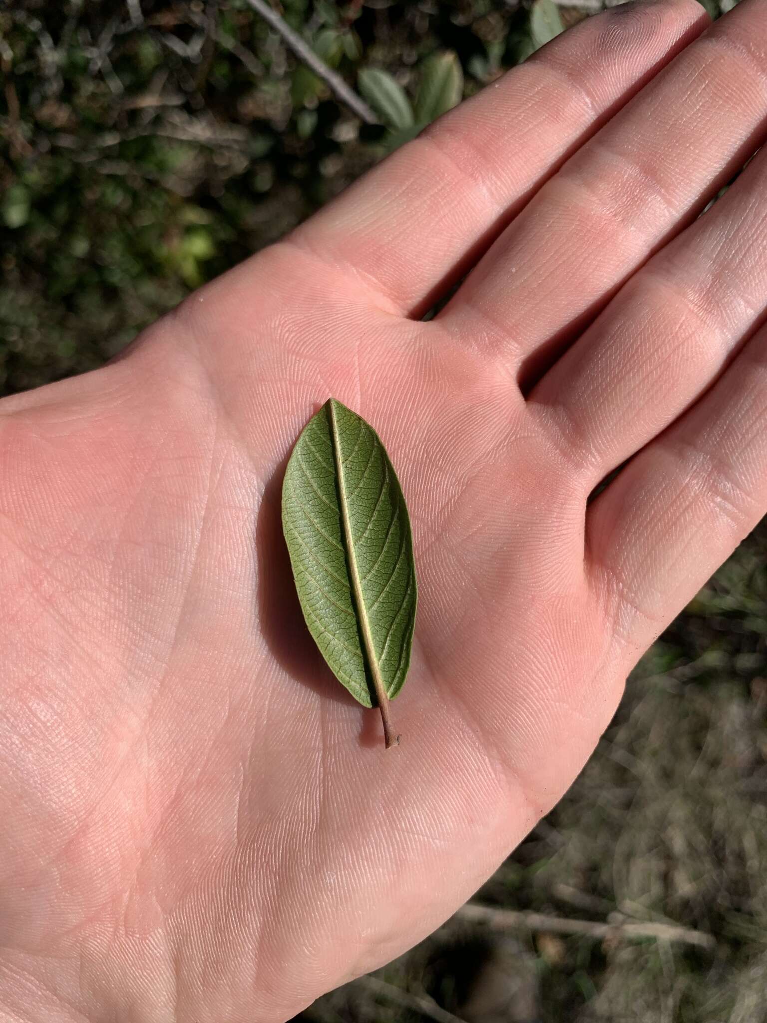 Image of California buckthorn