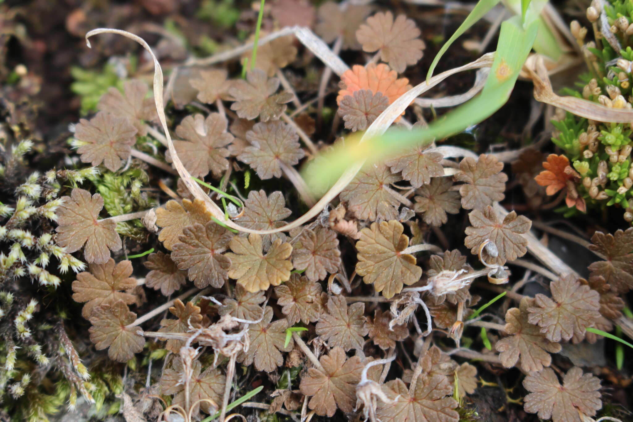 Image of Geranium brevicaule Hook.