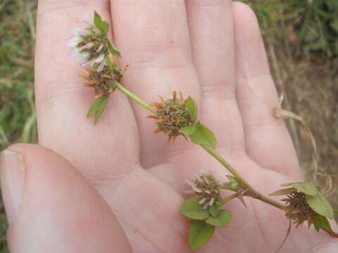 Image de Trifolium glomeratum L.