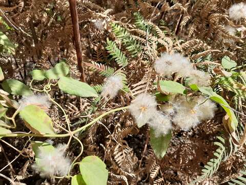 Image of Clematis pubescens Hueg. ex Endl.