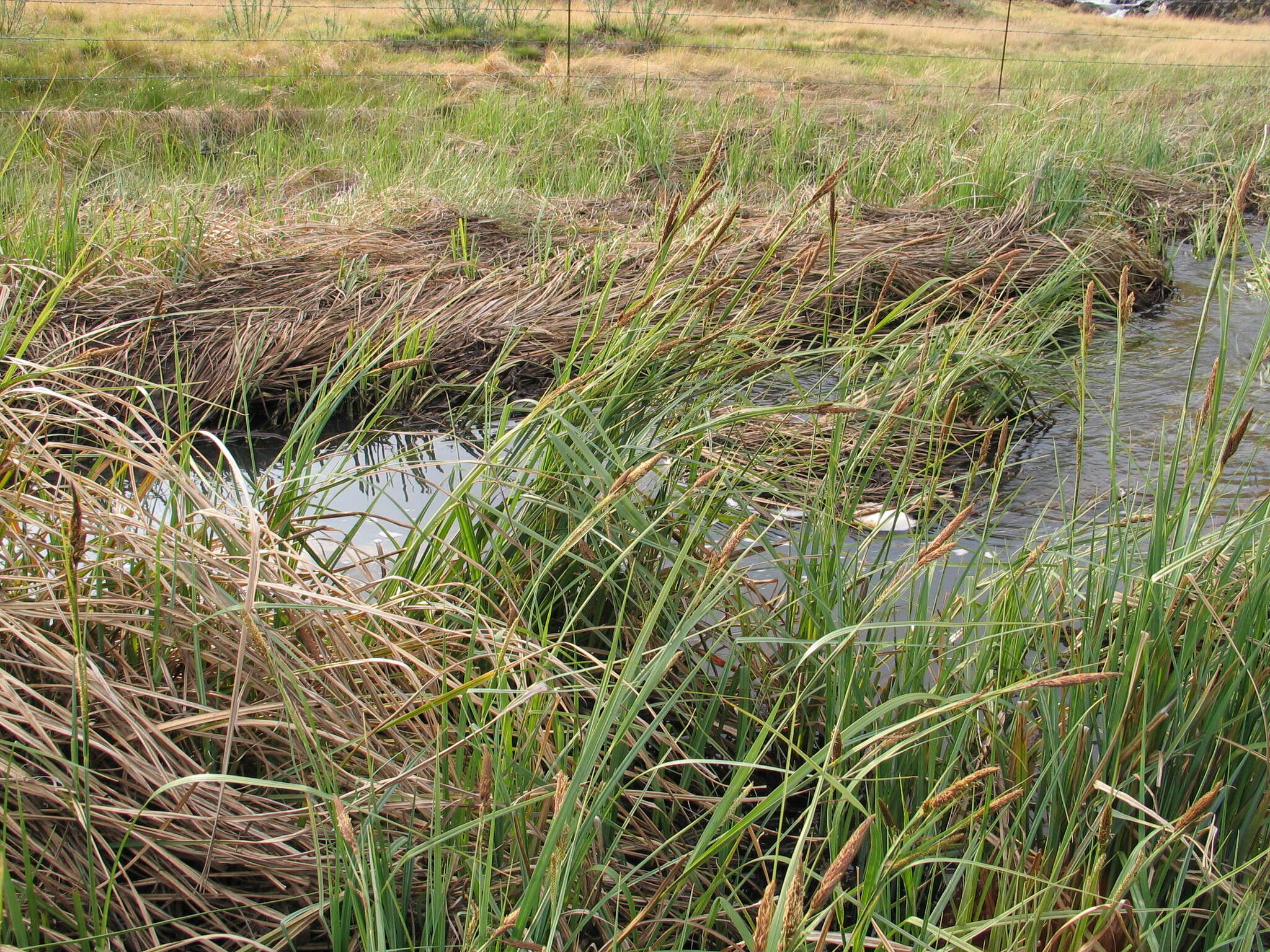 Image of Lesser Pond-Sedge