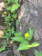 Image of Hieracium lachenalii subsp. lachenalii